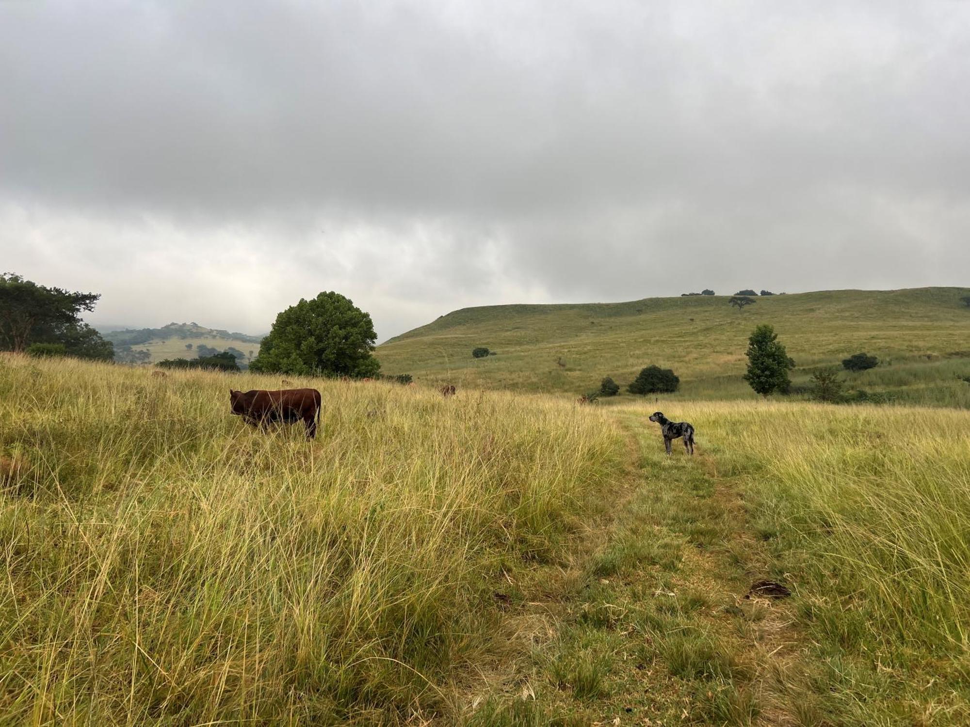 Wyford Farm Villa Van Reenen Eksteriør bilde